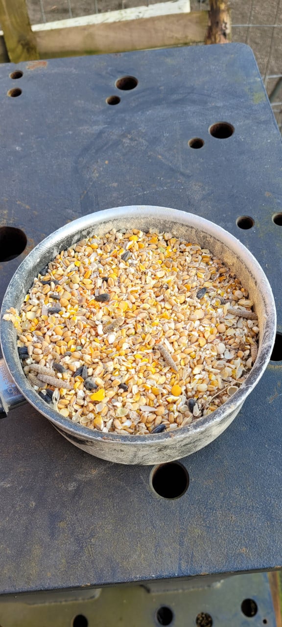 Supervers LEGMEEL van Zeeuwse bodem 60 ct/kg. zak 25 kg. € 15,--