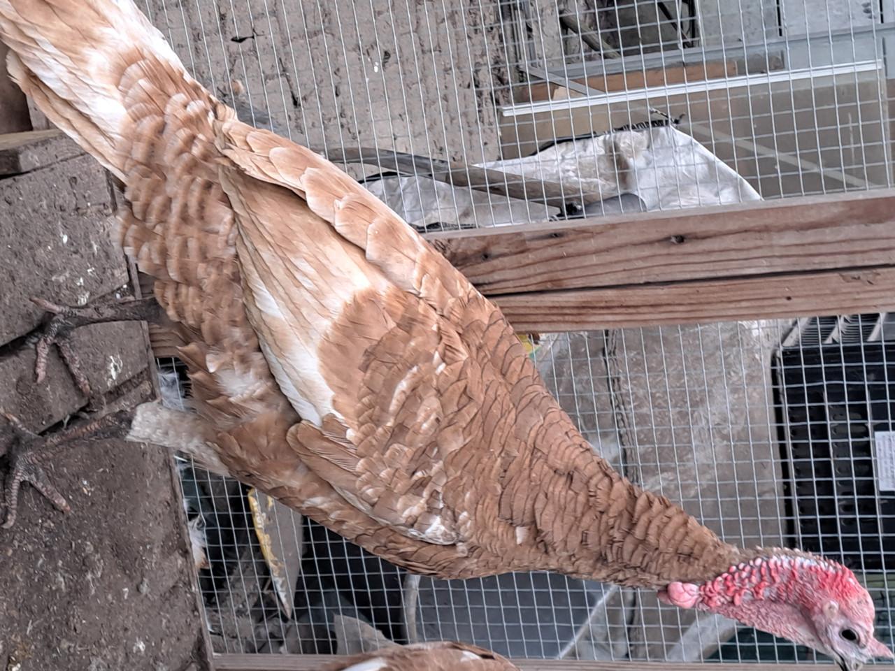 Rode Ardenner Kalkoenen