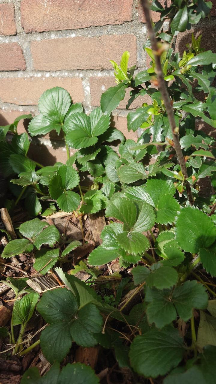 Aardbeienplantjes 4 per pot. Biologisch gegroeid!