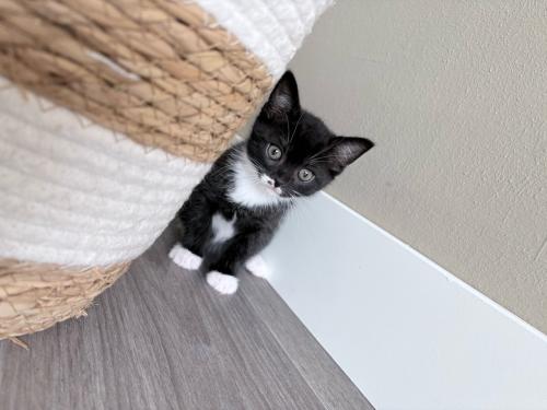 Kitten vrouwtje 8 weken