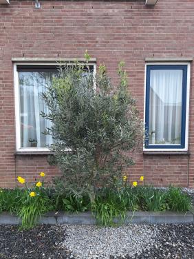 Olijfboom ong. 2meter