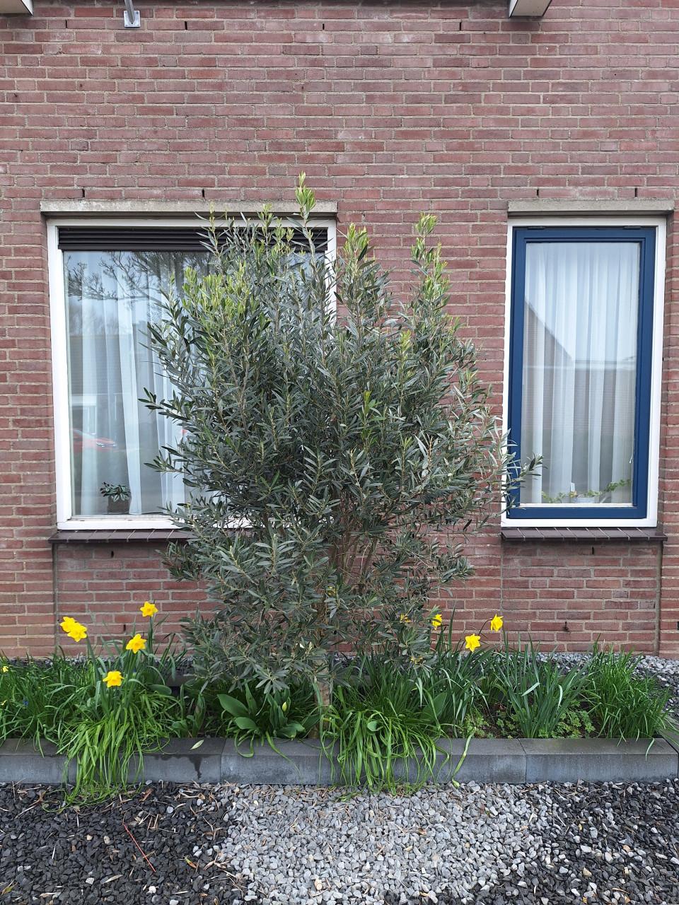 Olijfboom ong. 2meter