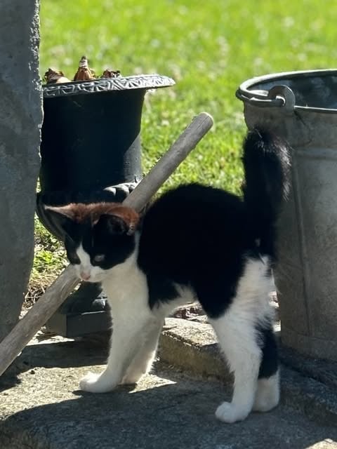 Kitten