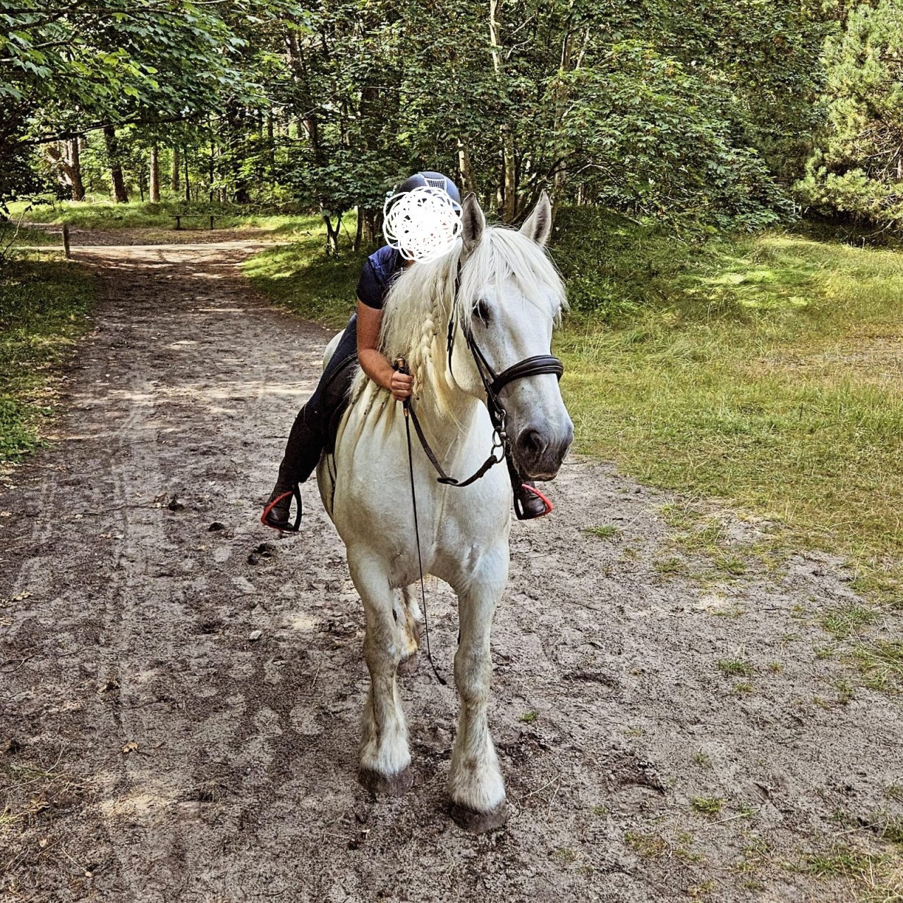 Knap merrieveulen, boulonnais x kwpn