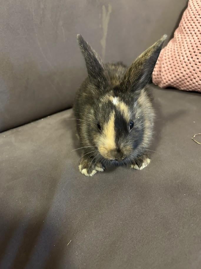 3 lieve baby konijntjes te koop