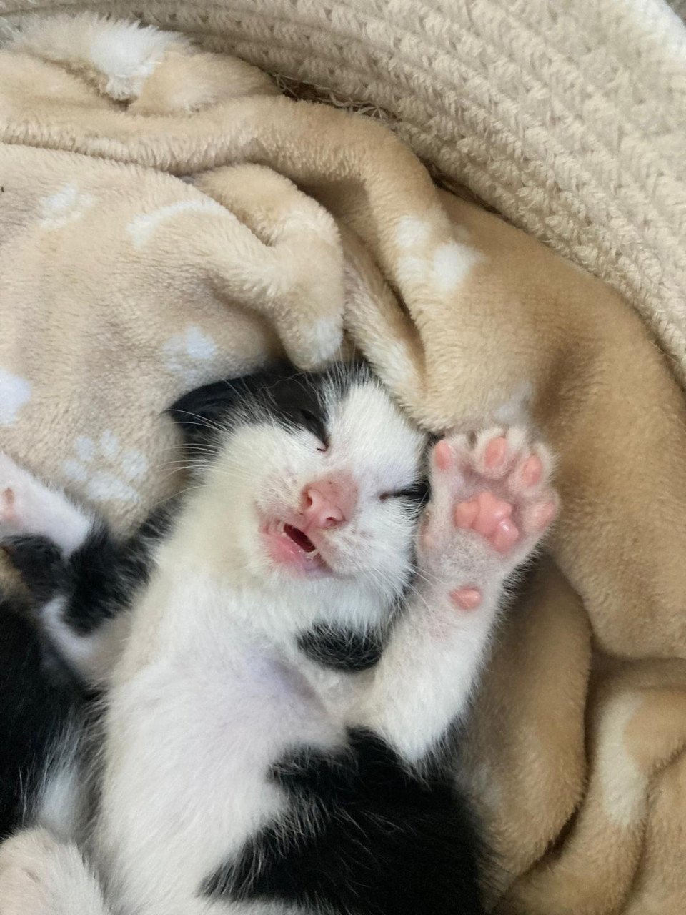 Kittens