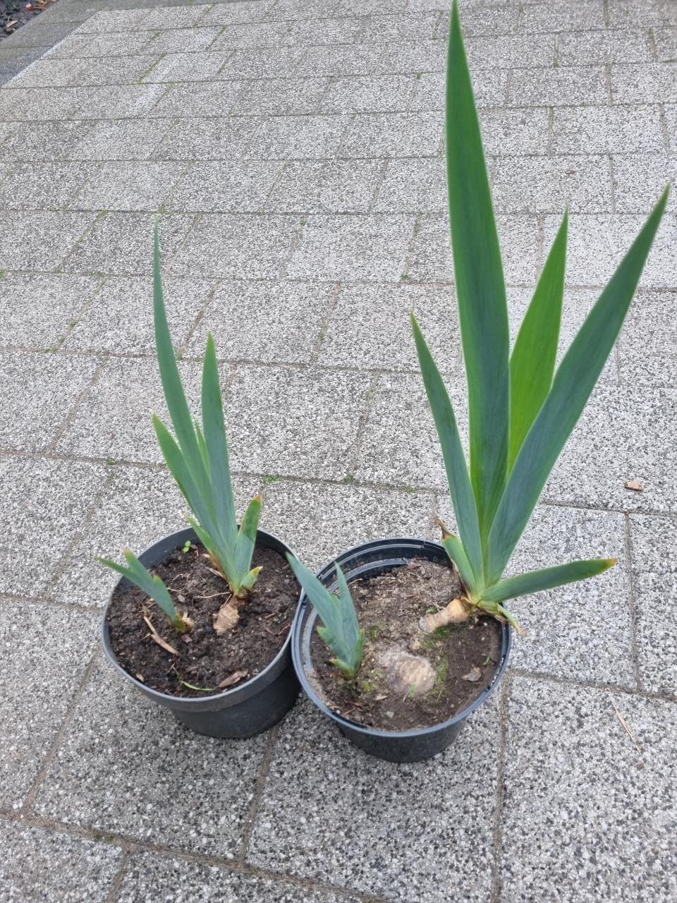 Diverse plantjes