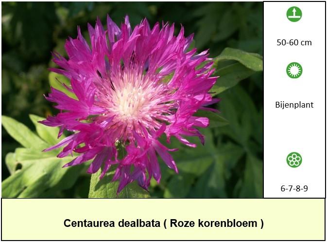 De border of lege plaats in de tuin voordelig opvullen ? € 1,25 p/st.