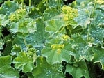 6 vrouwenmantel, vaste planten