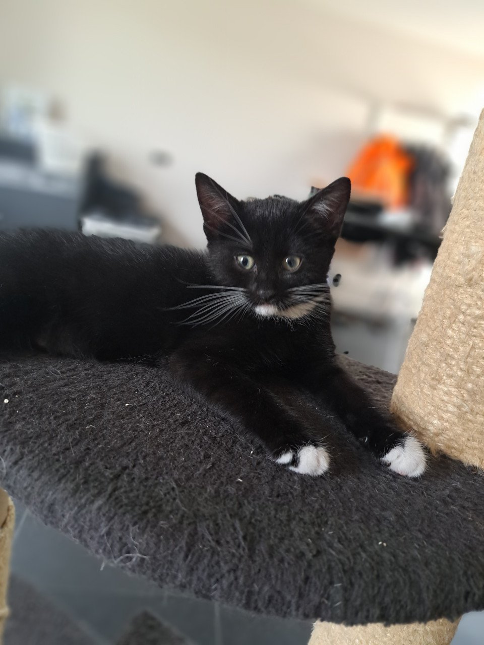 Verschillende lieve kittens