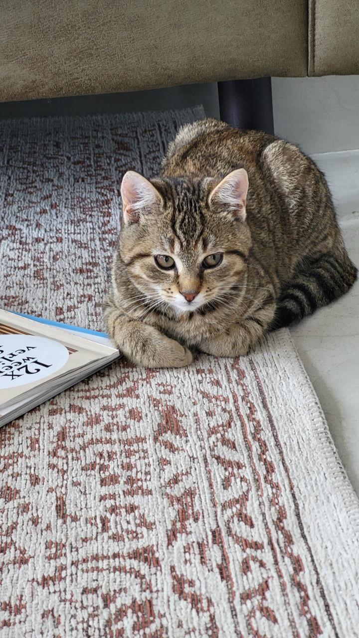 Twee boerderijkittens