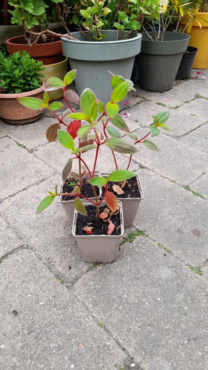 Tibouchina