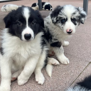 Border collie puppy’s