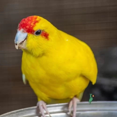 Gezocht koppel gele kakariki’s