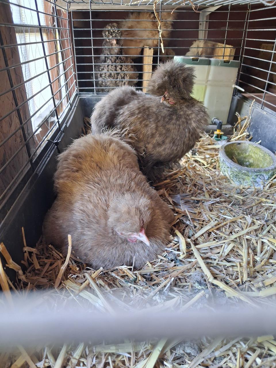 Zijdehoenders beschikbaar