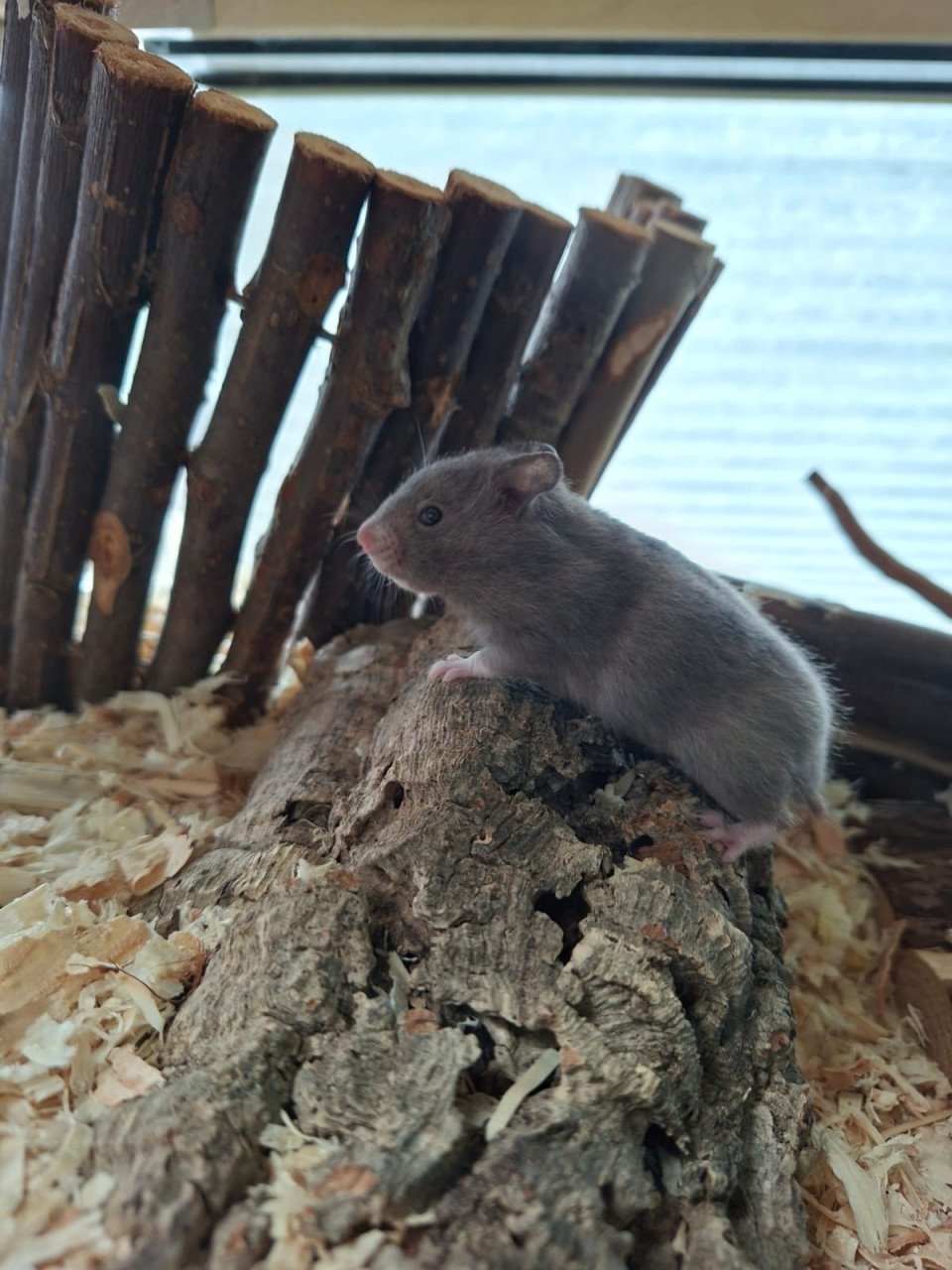 Syrische hamster/ goudhamster