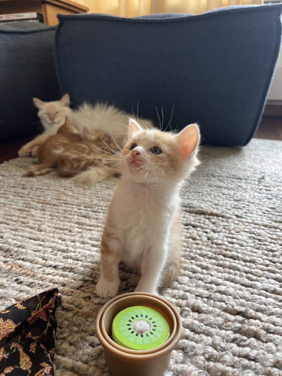 Kittens kruising 💯 Ragdoll x Rode buurtkater ️