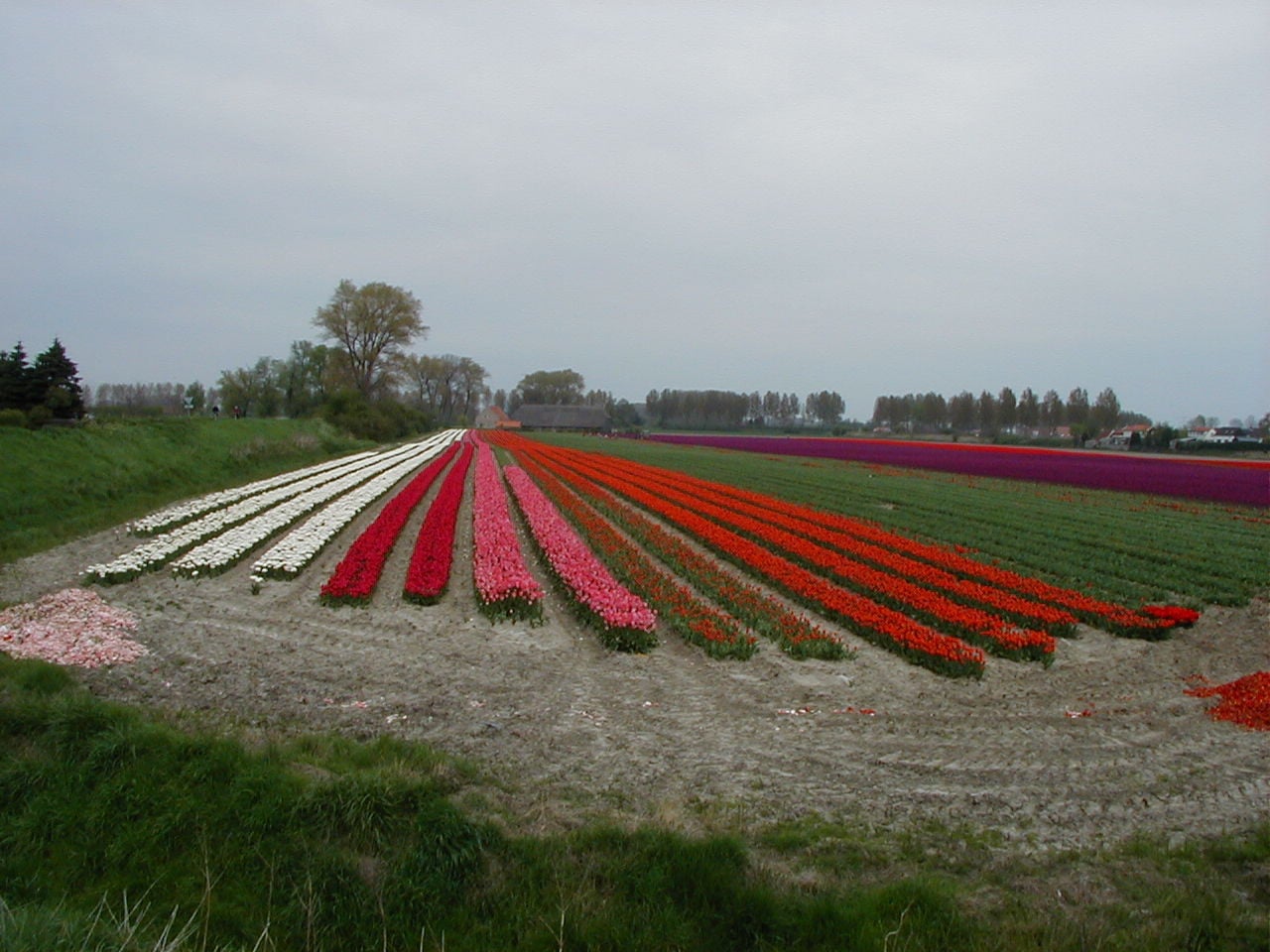 Ik zoek een wandelmaatje