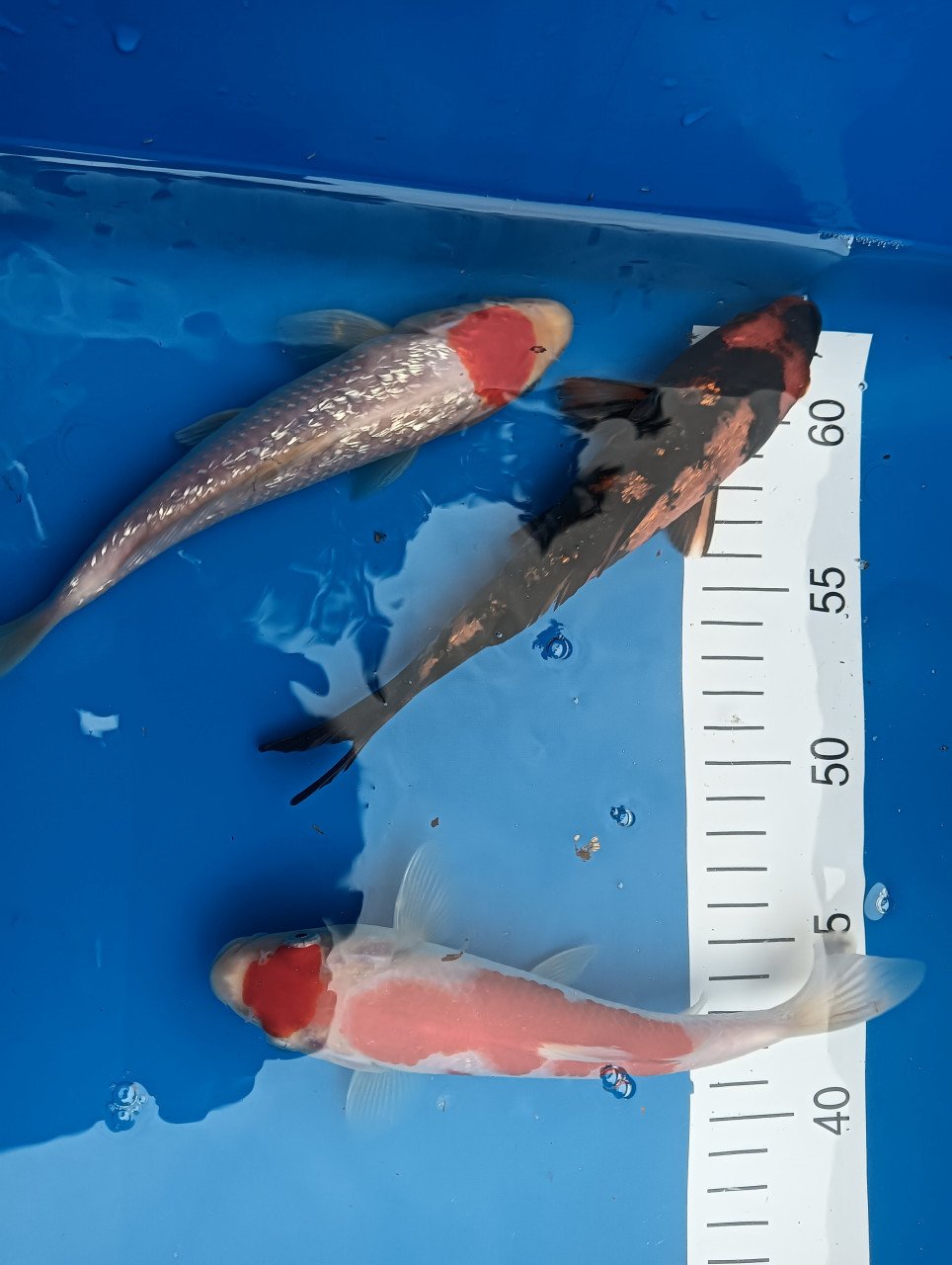 Japanse koi! Tosai kohaku/ hi utsuri