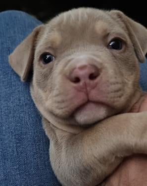 Micro extreem bully pup met stamboom