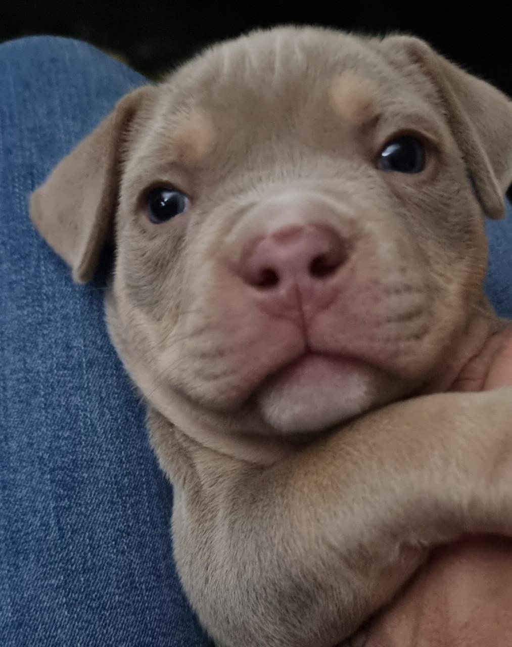 Micro extreem bully pup met stamboom