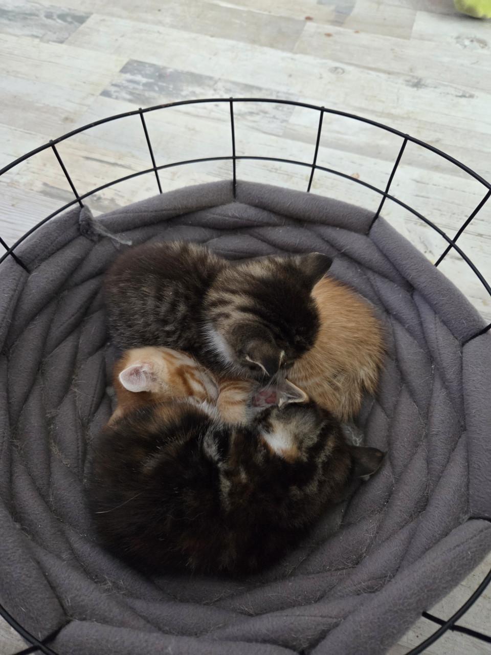 Kittens