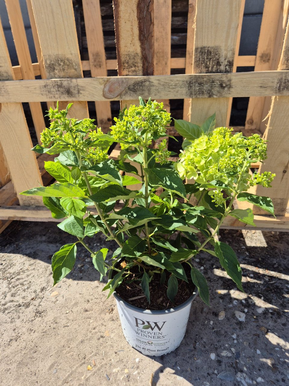 Laagblijvende pluimhortensia Little Lime