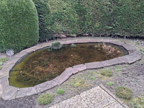 Goudvissen, waterplantjes en vijver