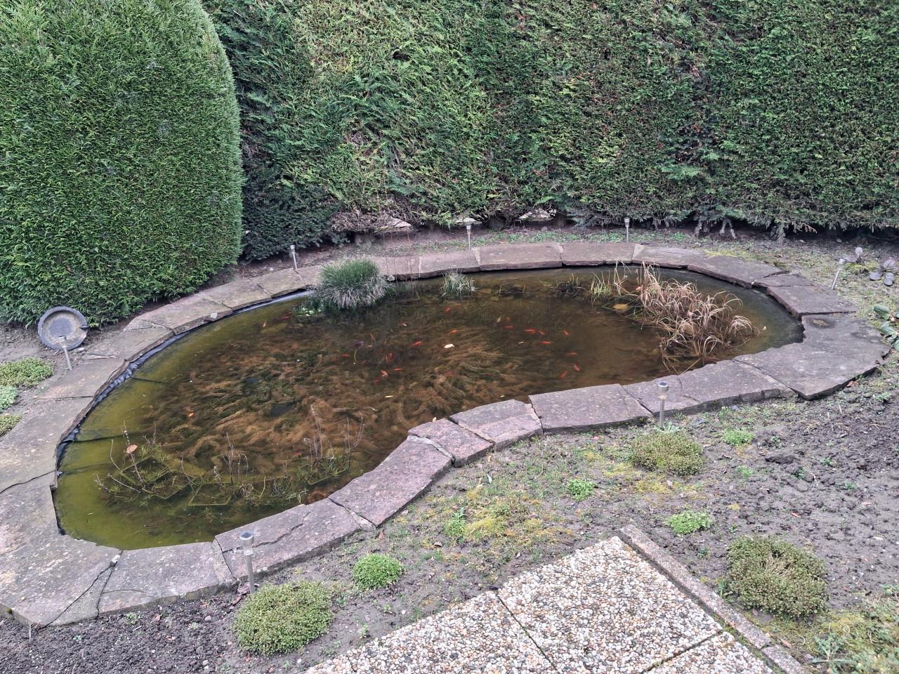 Goudvissen, waterplantjes en vijver