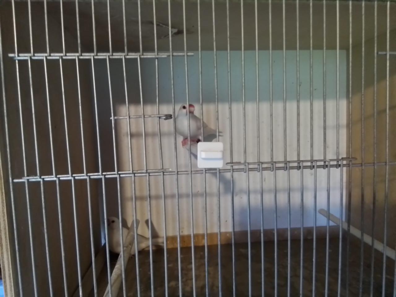 Koppel witte rijstvogels en wildkleur pop