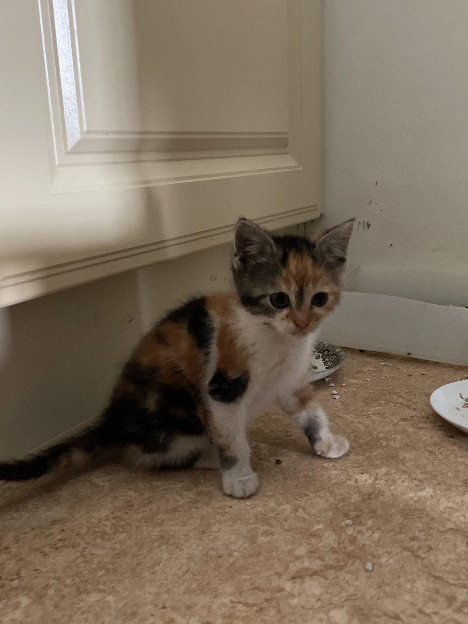 Kitten vrouwtje