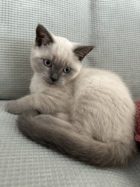 Lieve British Shorthair Colorpoint kitten zoekt een warm thuis