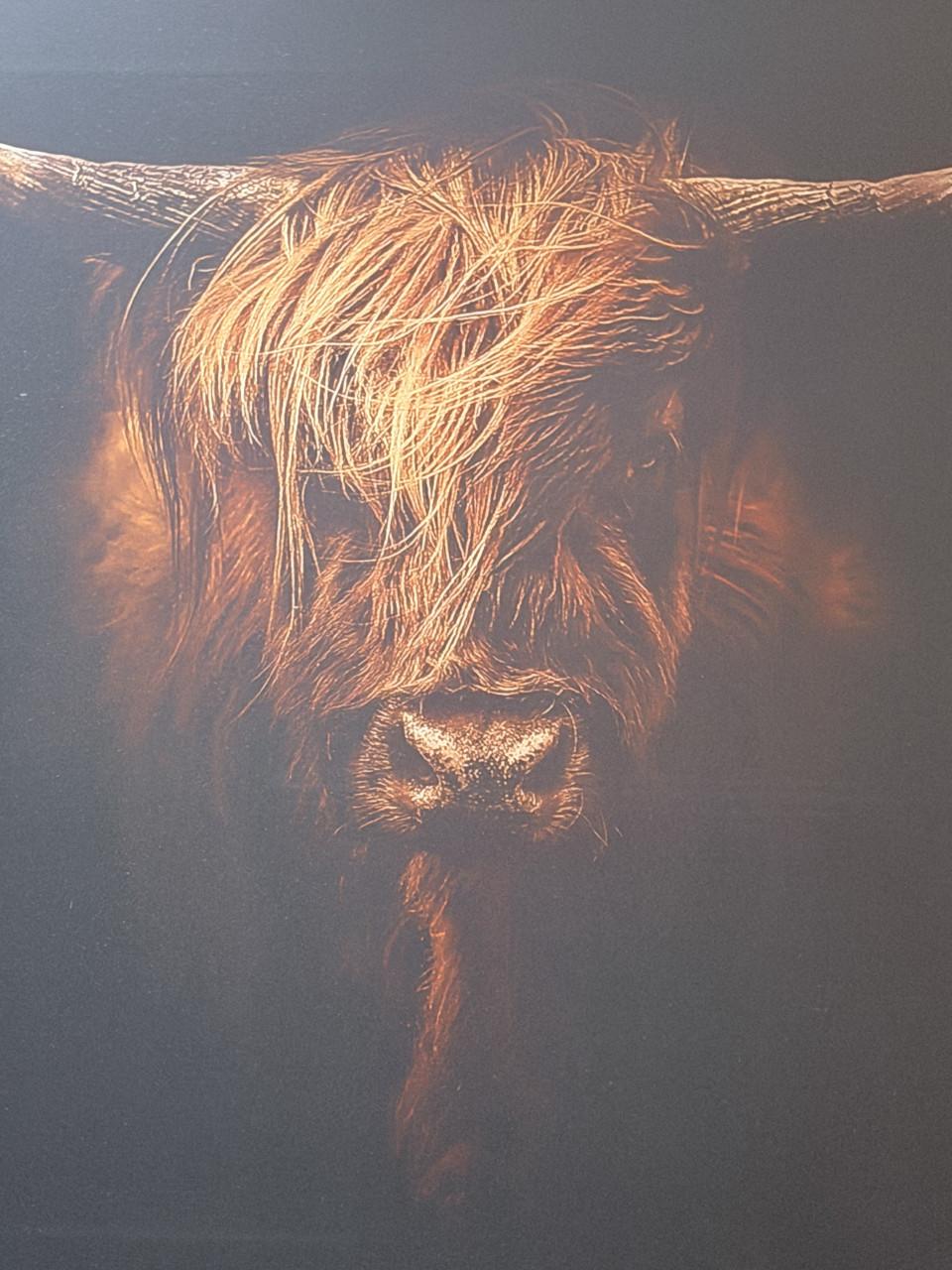Foto-schilderij Schotse Koe