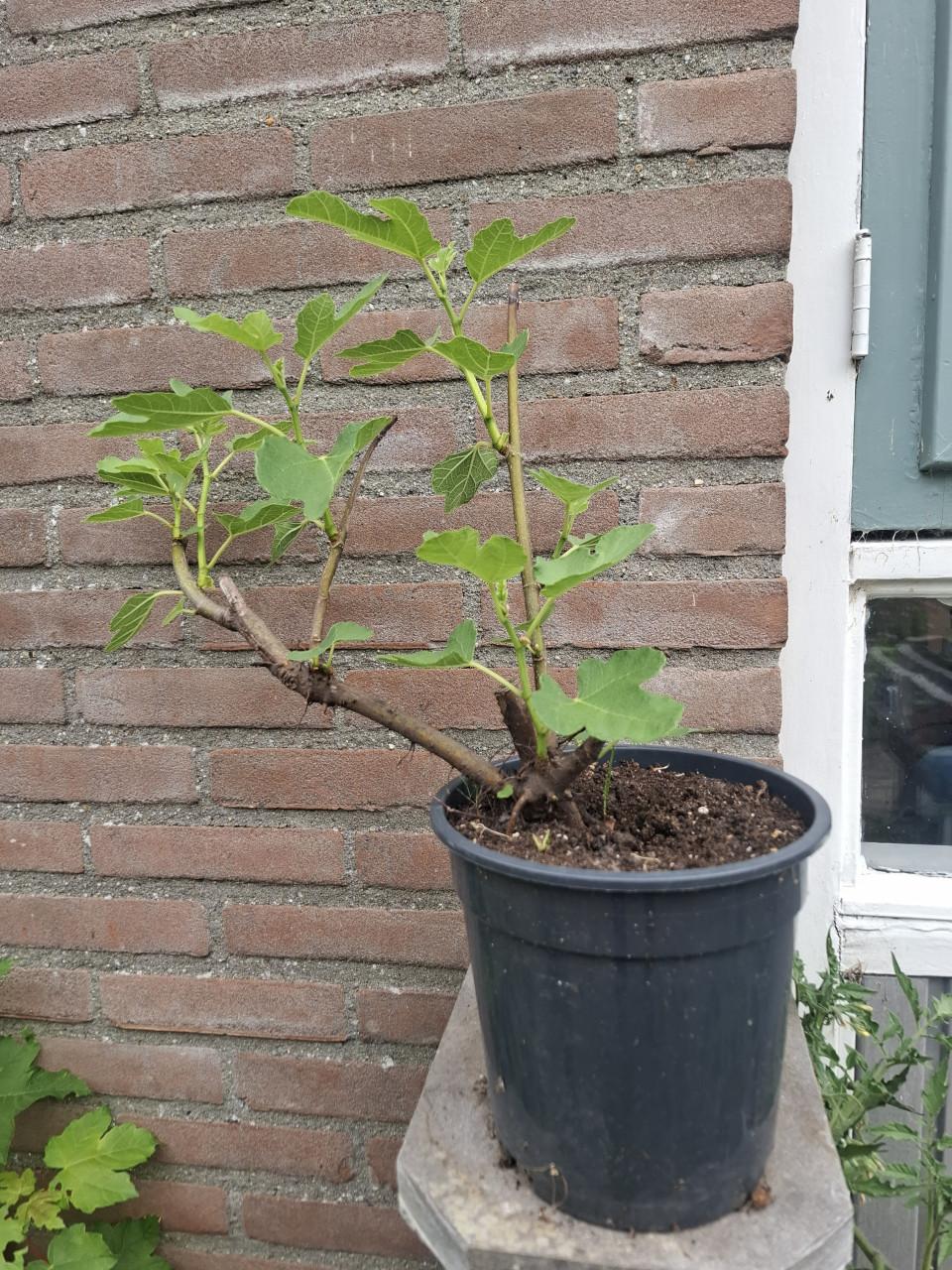 Diverse Vijgen Stekjes