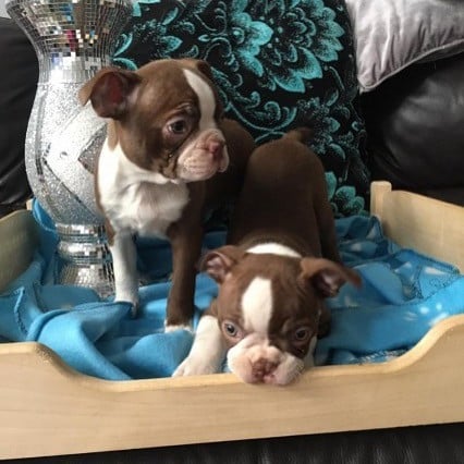 Boston Terriër Puppy ter adoptie