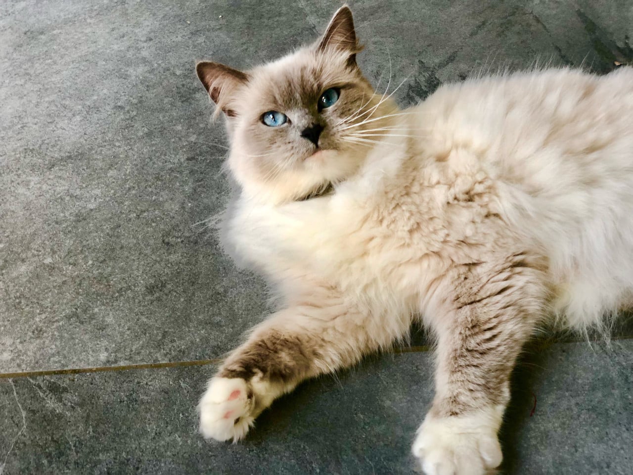 Aanhankelijke Ragdoll x Nebelung katertje