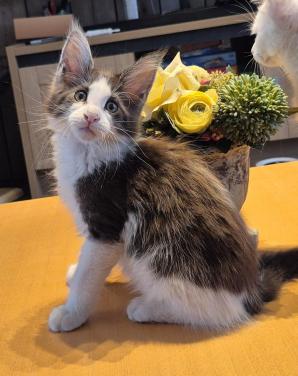 Prachtige maine coon katertjes met stamboom