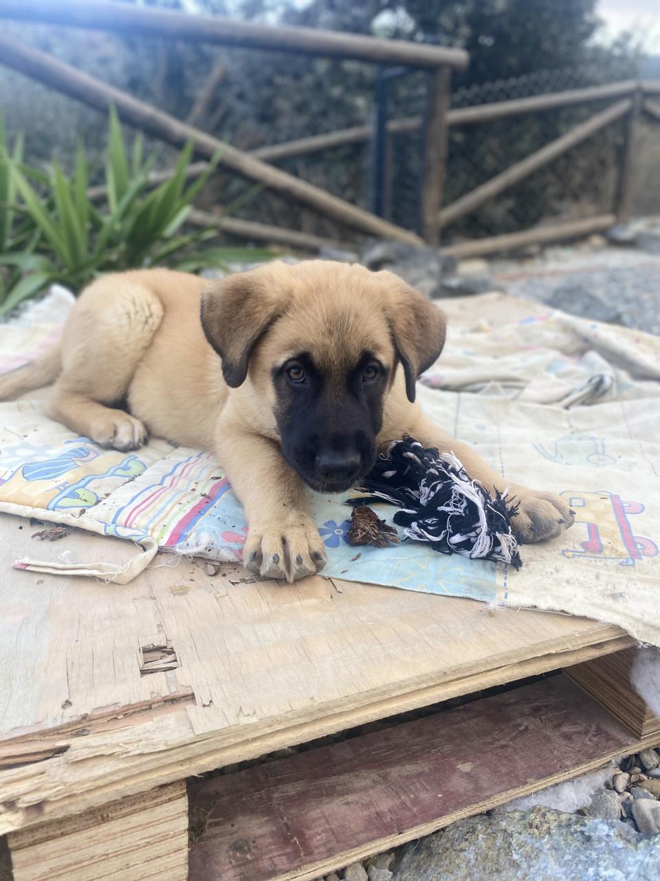 Alora Dog Rescue: Bailey, deze lieverd zoekt een baasje