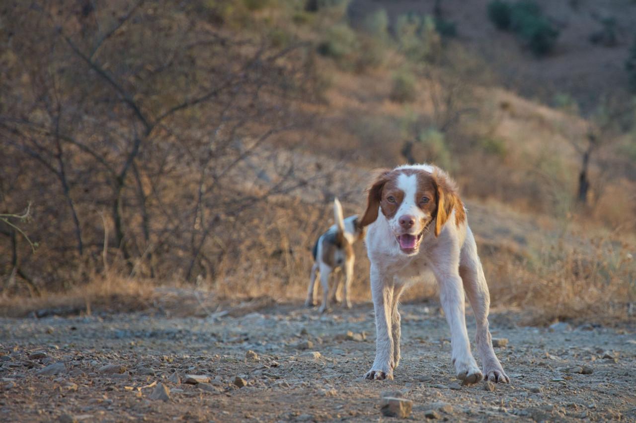 Deze superlieve hond zoekt en lief baasje