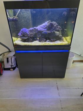 Mooi zeewater Aquarium