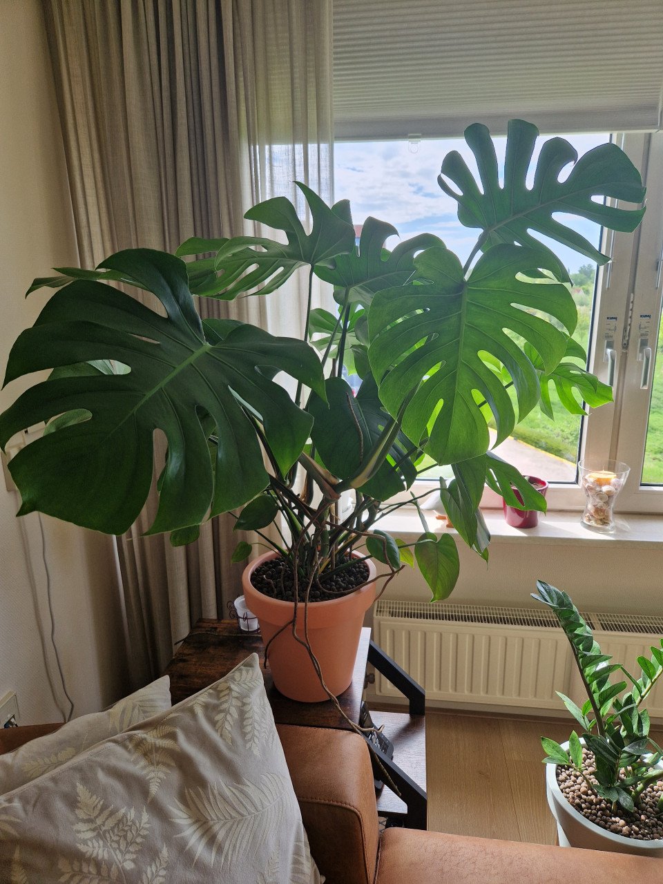 Kamerplant