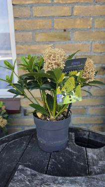 Skimmia