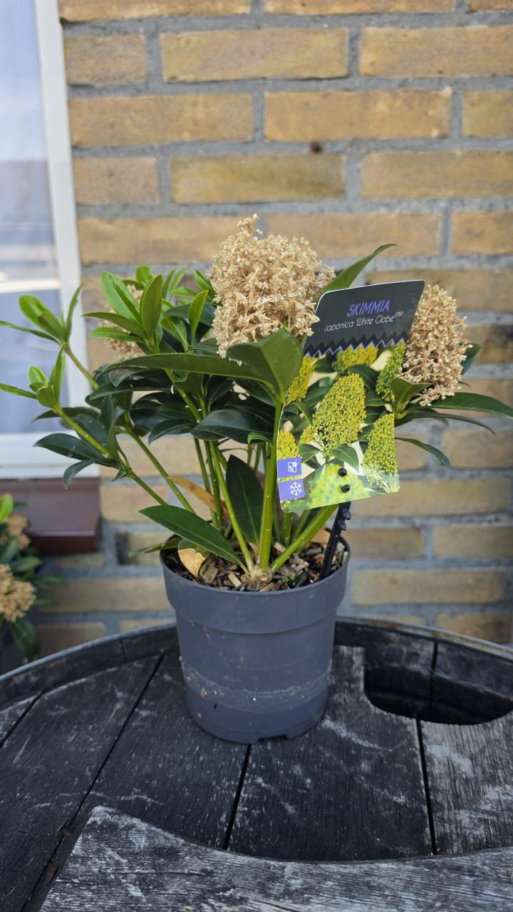 Skimmia
