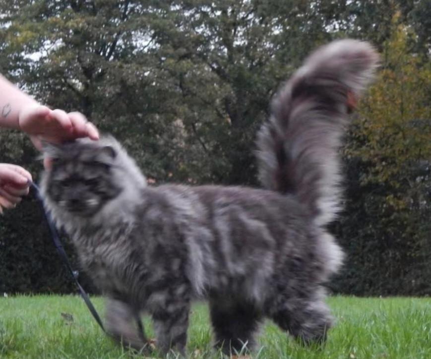 Maine coon dekker niet te koop !