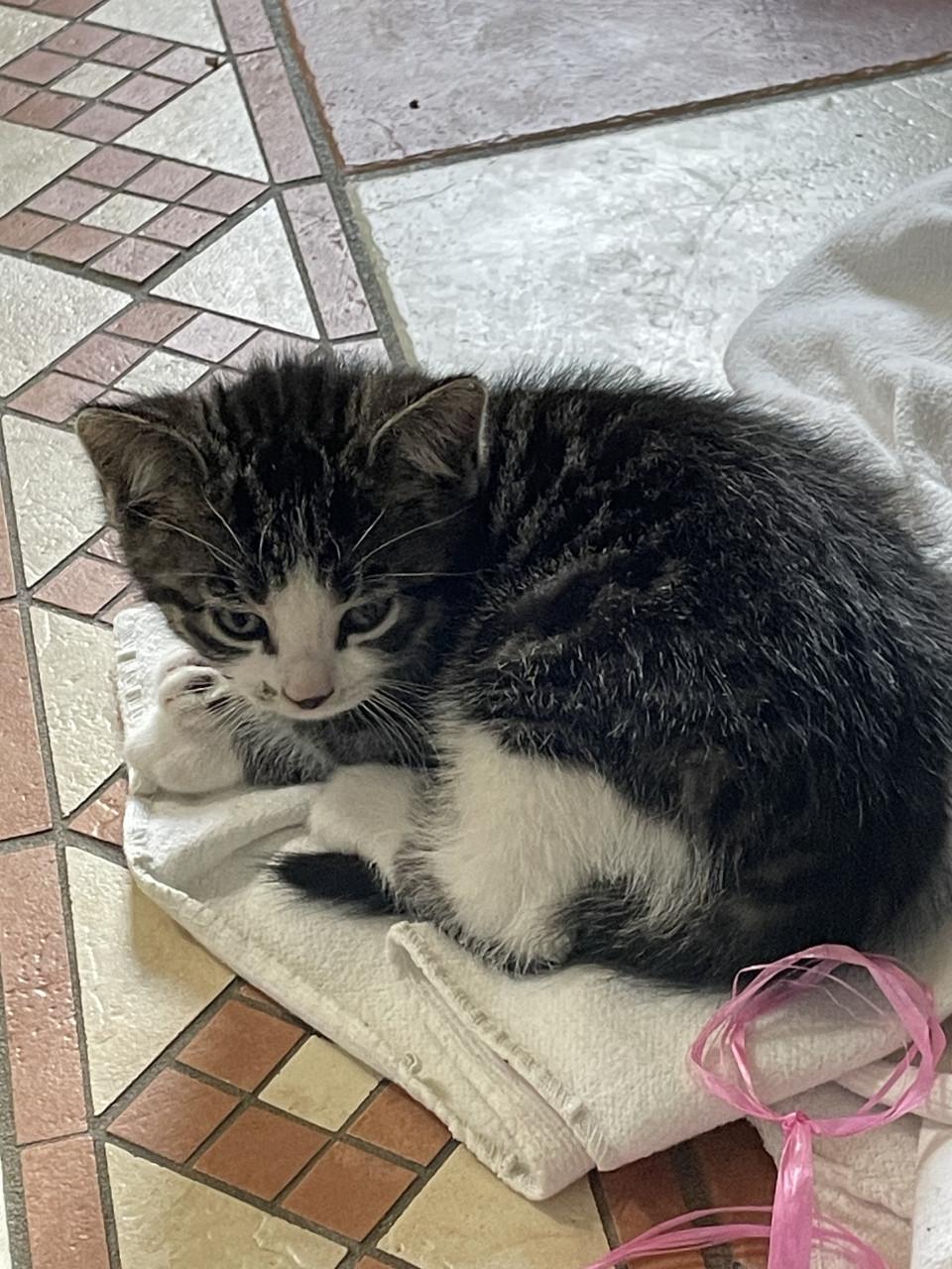 Kittens (mannetjes)
