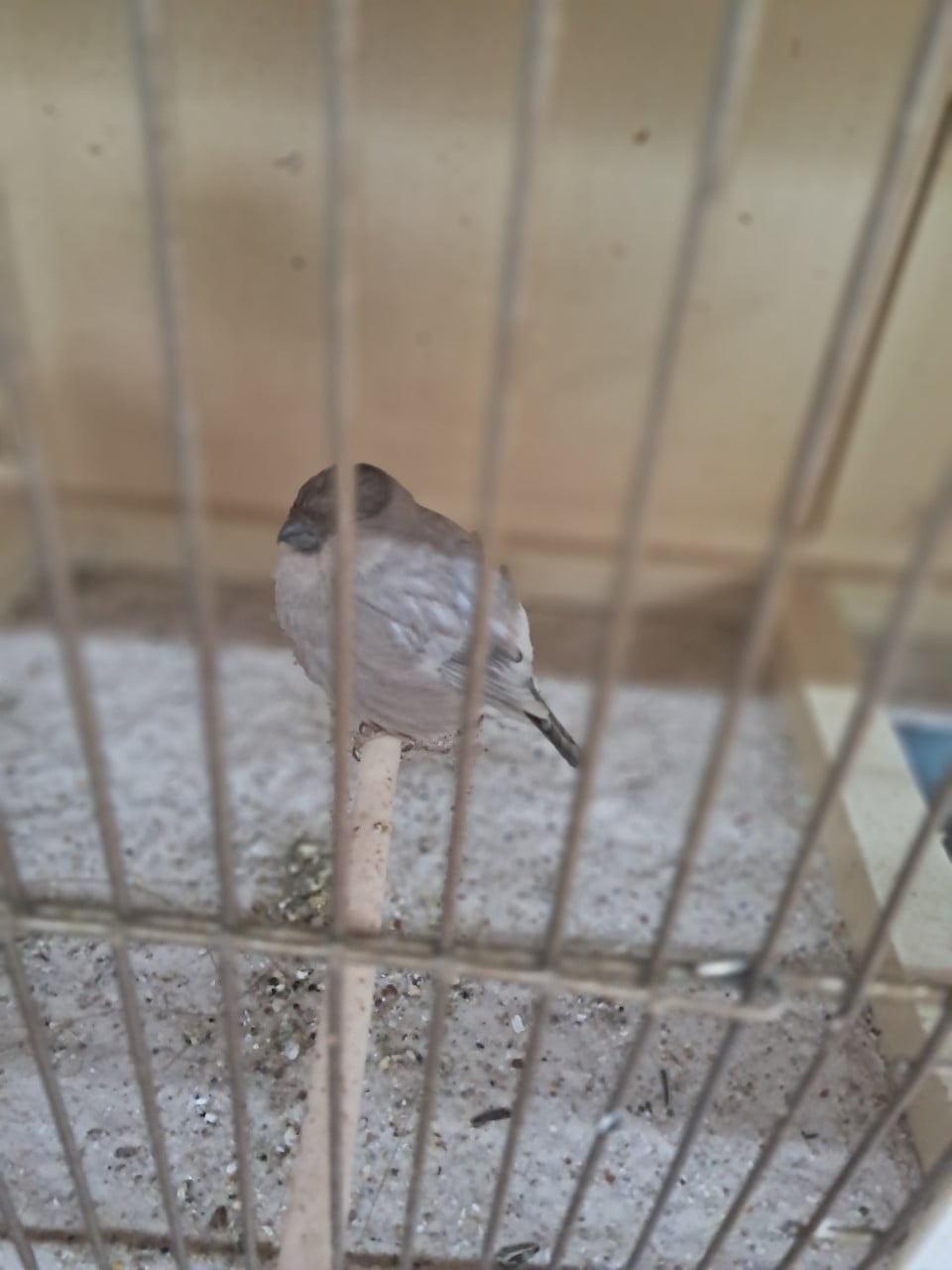 Goudvink