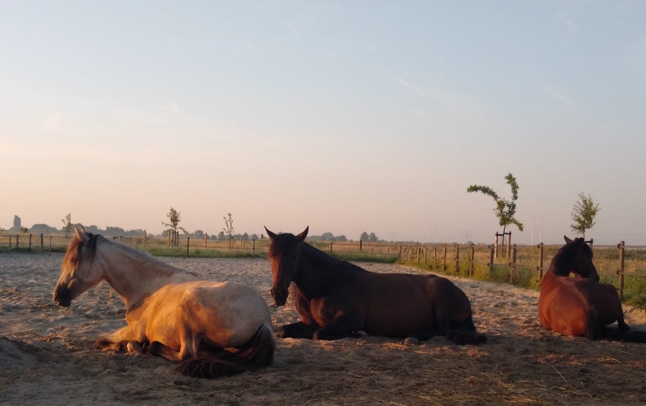 Plekje vrij voor pony