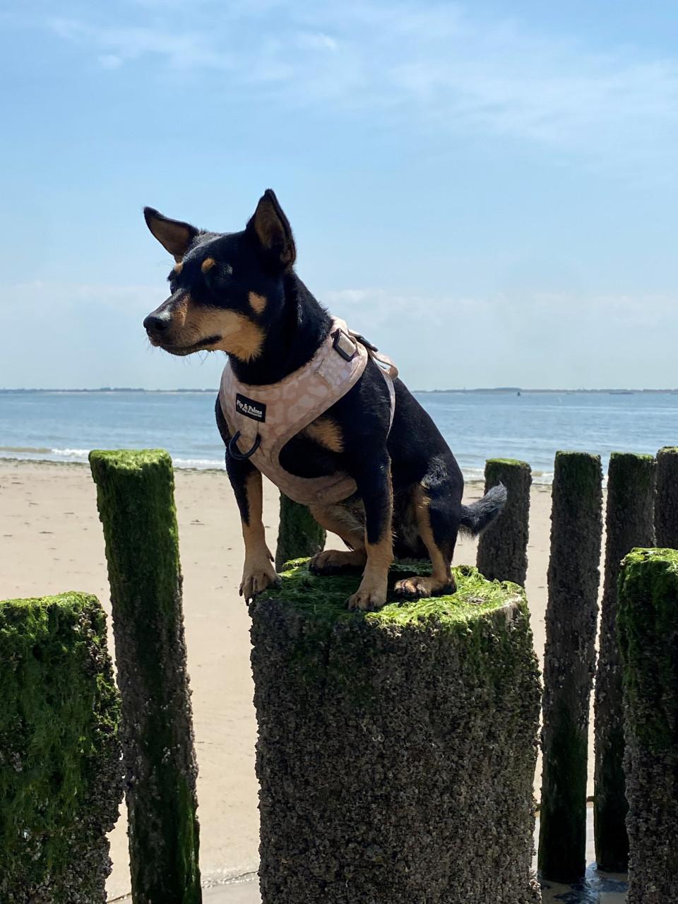 Hondenoppas voor lieve Jack Russell(mix) gezocht!