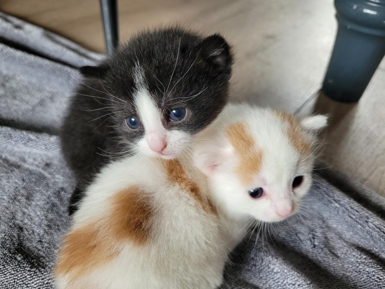 5 Kittens
