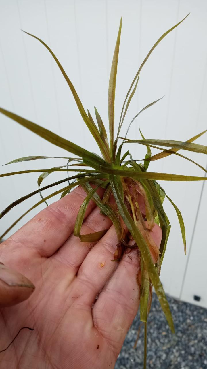 Mooie Krabbescheer aangeboden, uitstekende zuurstofplant voor in de vijver!